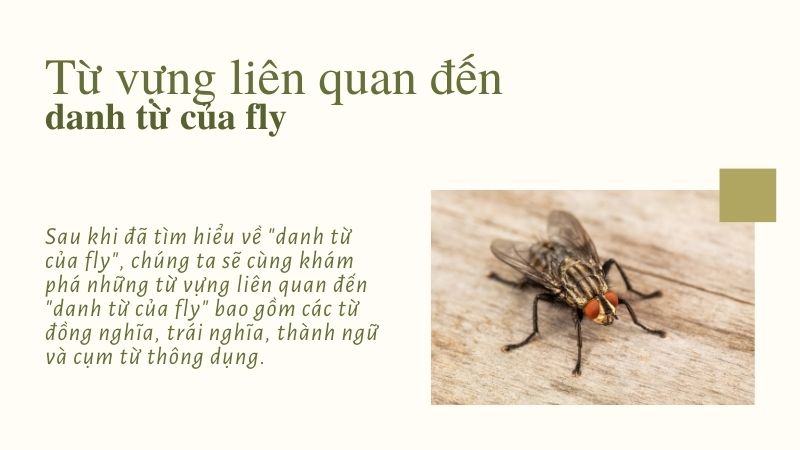 Từ vựng liên quan đến danh từ của fly